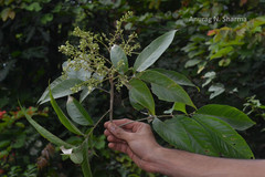 Sapindus emarginatus
